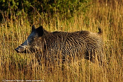 Cinghiale