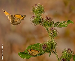 Darmanin-_FDF6896