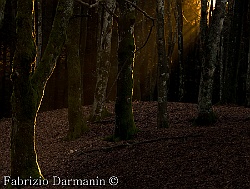 Foresta di Camaldoli