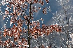 Inverno - galaverna