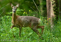 Capriolo