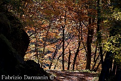 Monte Falterona - Autunno