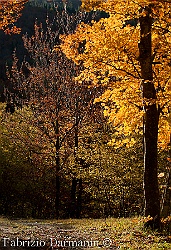 Monte Falterona - Autunno