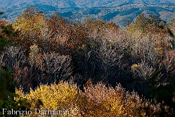 Monte Falterona - Autunno