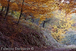 Monte Falterona - Autunno