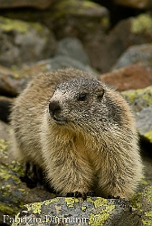 Marmotta