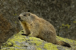 Marmotta