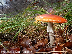 Amanita muscaria