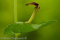 Aristolochia rotundifolia