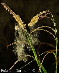 Carice maggiore (Carex pendula)